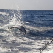 pozorov�n� delf�n� - Tenerife