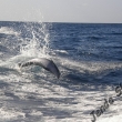 pozorovn delfn - Tenerife