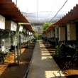 voli�ry v odchovn� La Vera - Tenerife