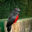 tricha orl  - park Walsrode