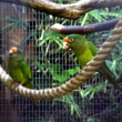 Aratinga oran�ovo�el� J��n� - aratinga canicularis eburnirostrum