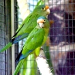 aratinga oran�ovo�el�