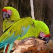 Ara zelen� - Francie - zoo Par��
