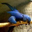Hyacinti p�i kopulaci - zoo z�padn� Berl�n