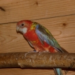 Rosela pestr� - �.sko�ice, 0,1