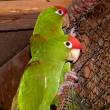 Aratinga skvrnit�  1,1