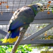 amazo�an gulding�v - La Vera, Tenerife
