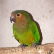 Aratinga hn�dohrdl� Venezuelsk� - aratinga pertinax venezuelae