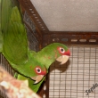 Aratinga �krabo�kov�