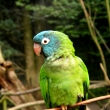 Aratinga dlouhoocas� Brazilsk� - aratinga acuticaudata acuticaudata