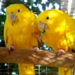 Aratinga �lut� - guarouba guarouba