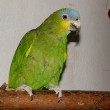 amazo�an venezuelsk�  0,1