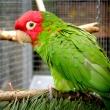 Aratinga �ervenol�c� - aratinga erythrogenys