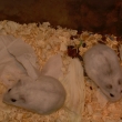 K�e��k d�ungarsk� - White(b�l�)